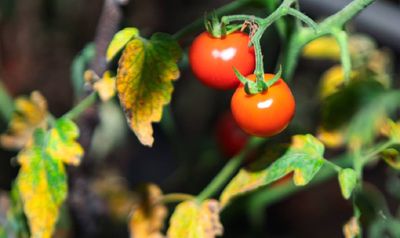 Why are my tomato plant leaves turning yellow? 5 steps to save your harvest