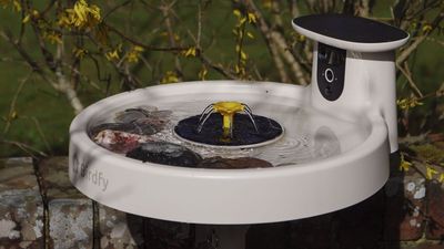 I’ve been using bird feeder cameras for years, and new avian health warnings had me worried for the summer months — but this smart bird bath alternative, along with expert advice, will let me get my garden bird-watching fix responsibly
