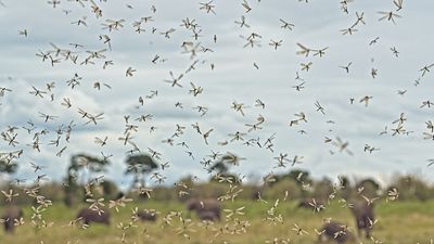 'We can no longer ignore diseases in the deep human past': Malaria influenced early humans' migrations across Africa, study suggests