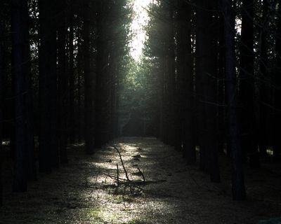 The Rendlesham Forest mystery: ‘It’s the perfect storm of a UFO case’