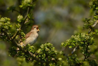 Sounds of hope in Kent as more nightingales join dawn chorus