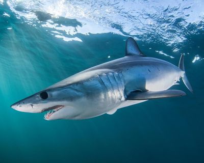 Could the warming North Sea attract great white sharks?