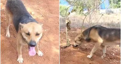 Street Dog’s Emotional Bond With Kerala Woman Moves Locals After Her Passing