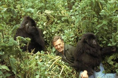 David Attenborough reveals he was interrogated by Rwandan police after filming iconic gorilla documentary