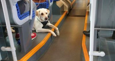 Pet Travel on Vande Bharat Sleeper Trains: How the Pet Box Facility Works in India