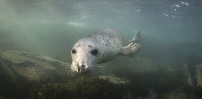 The UK’s ocean health report card is damning, and protected areas aren’t enough