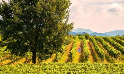 When it comes to wines, it pays to look beyond the fashionable