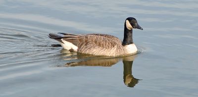 We found a way to turn Canada goose poop into chicken feed and crop fertilizer