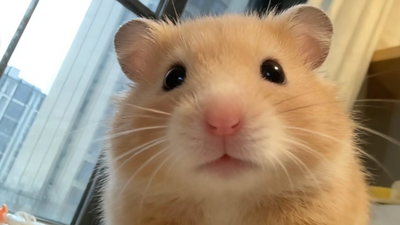 Cute Pets That Can Actually Harm You- What No One Tells You
