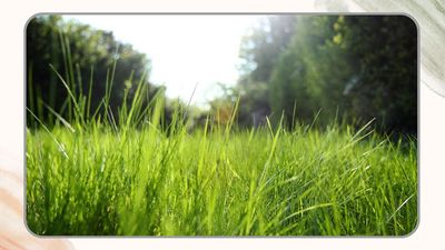 What is No Mow May, and how can it benefit your garden? Experts reveal all about the low-maintenance lawn movement