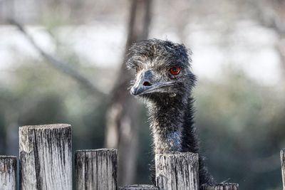 Adam the emu is battered to death by giant hail during storm at Missouri zoo