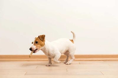 Tail Wags Aren’t Always Happy: Here’s Why