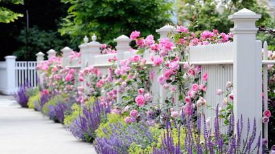 What To Do With Lavender In May For More Flowers, Stronger Growth, And A Longer Bloom Season