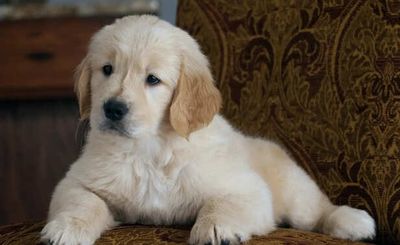 5 Dog Breeds That Look Exactly Like Teddy Bears