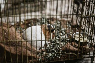 The Surprising Intelligence of Animals You Never Considered Pets