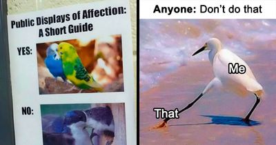 83 Silly Bird Memes To Brighten Up Your Day