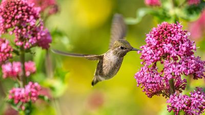 I asked 2 ornithologists about the surprising way hummingbirds use spatial memory to find feeders — and how to attract more of them to your yard