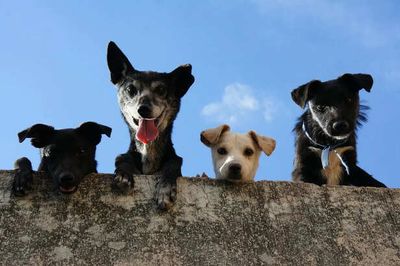 The Real Reason Your Dog Follows You Everywhere