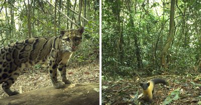 Scientists Set Up Camera Traps In Remote Forest, Here’s What They Discovered (69 Pics)