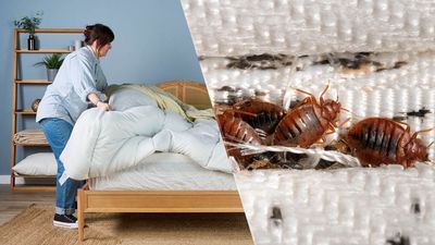 3 bedroom items you should clean weekly to spot early signs of bed bugs