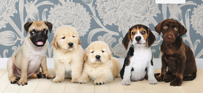 Why This Dog Breed Is Loved by Everyone but Not Right for You
