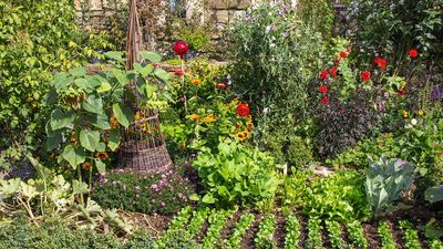 Easy, Fast-Growing Vegetables to Plant in May for a Bounty of Early Summer Harvests