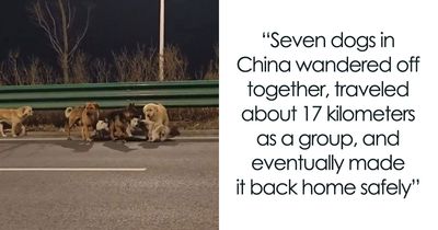 24 Wholesome Animal Stories From ‘Around The World’ That Might Brighten Your Day