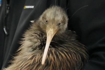 Inside the citizen-led effort to return NZ’s beloved native bird to the capital