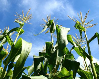 Sweetcorn is a delicious summer crop – if you have space in your garden