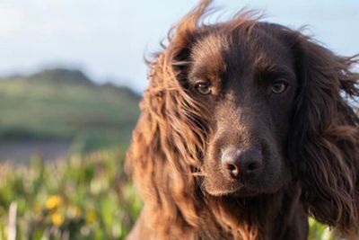 William and Kate reveal name of second dog as they mark his first birthday