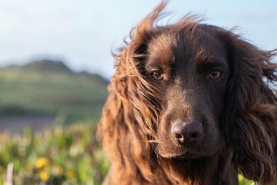Kate and William share name of new family dog in sweet post marking the spaniel’s first birthday