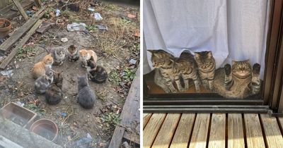This Page Shared 45 New Photos Of Cats Being Weird, Sweet, And Accidentally Hilarious