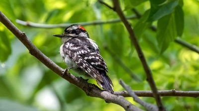 What Your Yard Needs to Attract Downy Woodpeckers This Spring – and Keep Them Coming Back All Year