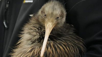 Kiwi birds return to New Zealand's capital after a century away