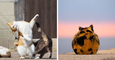 Funny And Perfectly Timed Cat Photos Captured By Kenichi Morinaga (49 New Pics)