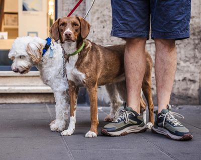 Italian city orders dog owners to wash away urine or face €500 fine