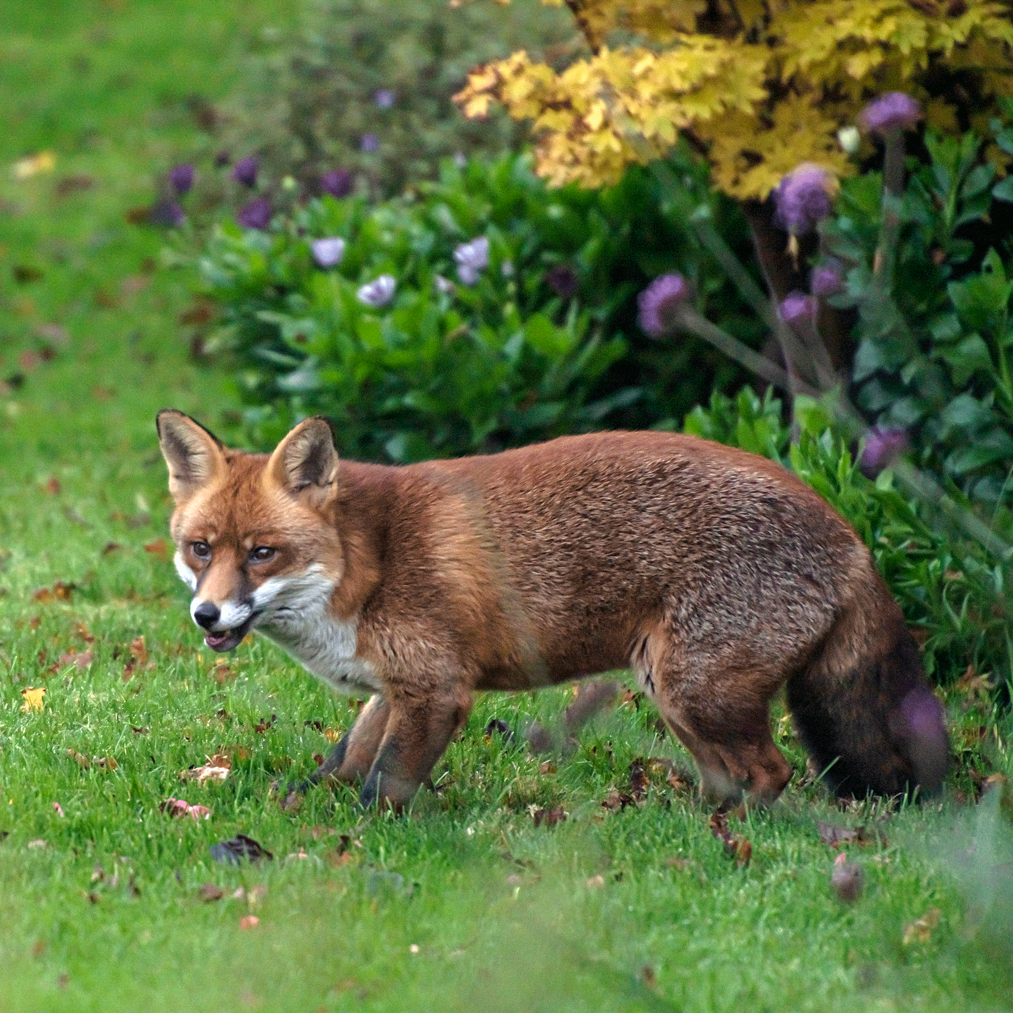3 humane ways to deter foxes from your food waste bin and stop them spreading rubbish in your street, according to pros