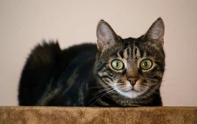 What Happens When Cats Sense Ghosts- Mystery Explained