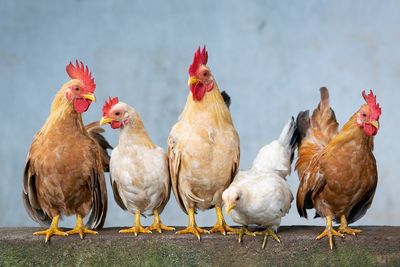 Children Under Five Make Up Nearly Half of Cases in Latest Salmonella Outbreak Linked to Backyard Poultry