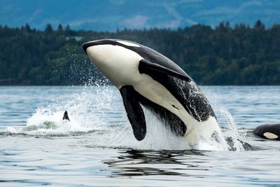 Yacht-wrecking Orcas whales are ‘teenagers not afraid of anything’ after being abandoned by relatives