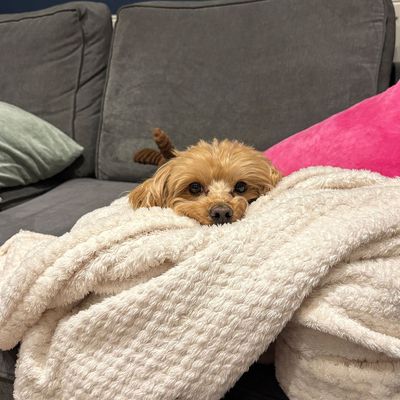 I was afraid my house would be really dirty when we got a dog but instead it’s made it more homely – here’s how