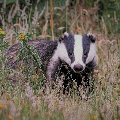Badgers have destroyed my suburban garden – I asked the experts how to safely (and legally) deter the protected species