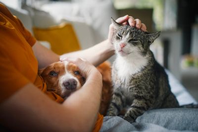 Millions of Brits told they can now get a dog or cat after UK law change