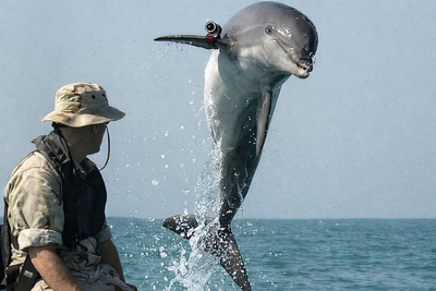 Iran Considers Arming Dolphins with Mines Against US Warships as Blockade Bites