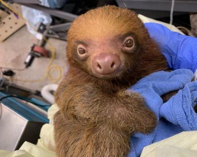 Florida prosecutors launch criminal investigation into deaths of 31 sloths