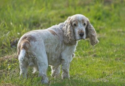 Veterinarians Warn: 9 Dog Breeds That Can Get Jealous and Clingy