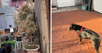 “You See The Face, Right?”: Figure Lurking In DC Woman’s Back Alley At Night Racks Up Over 1M Views