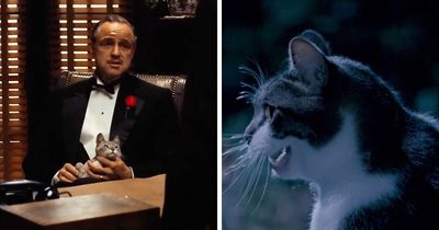 83 Unexpected Cat Cameos In Movies You Probably Missed The First Time