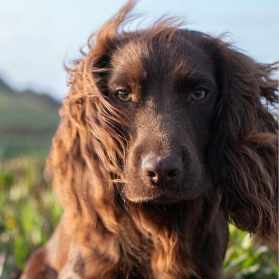 Prince William and Princess Kate Finally Reveal the "Wealthy" Name of Their New Dog, and It's Perfect for Royalty