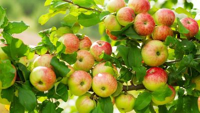 I Didn’t Expect to Learn Apple Tree Grafting From Zach Galifianakis – but It Only Takes Minutes to Try at Home